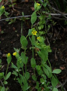 Image of digynum flax