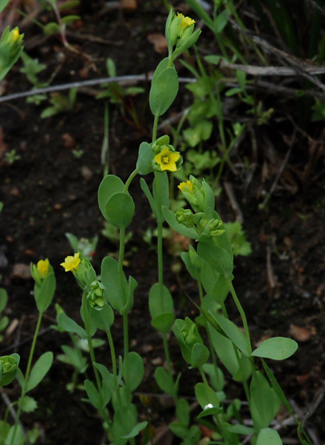 Sivun Sclerolinon digynum (A. Gray) C. M. Rogers kuva