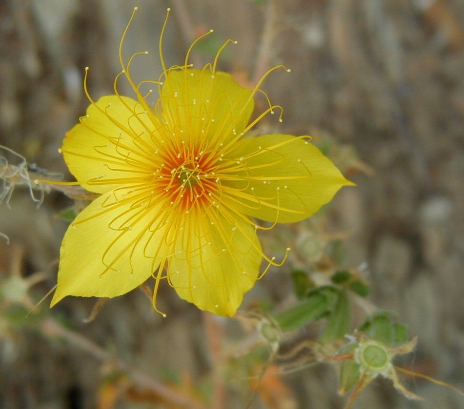 Image of Sierra blazingstar