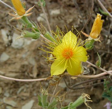 Image of Sierra blazingstar