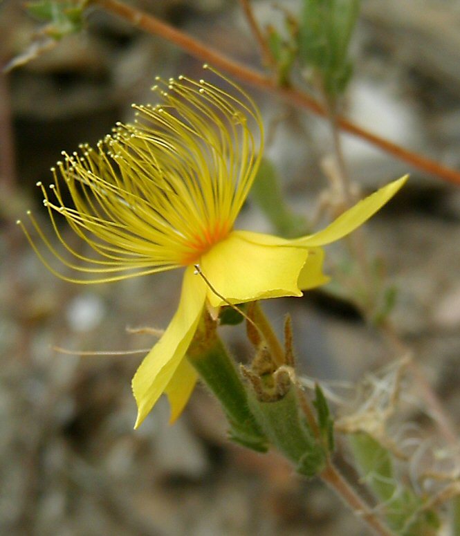 Image of Sierra blazingstar