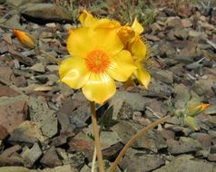 Image of Lindley's blazingstar