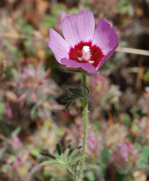 Image of fringed checkerbloom