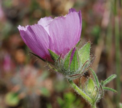 Image of fringed checkerbloom