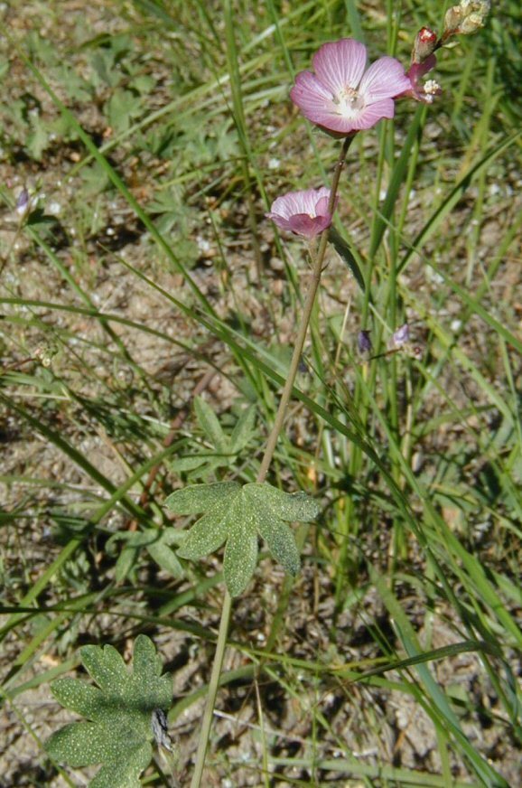 Image of waxy checkerbloom