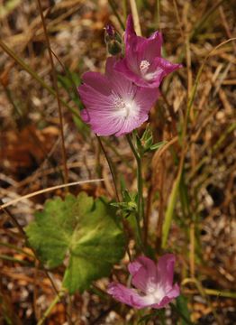 Image of Sierra checkerbloom