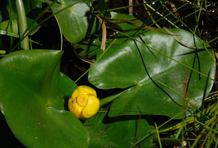 Image of Rocky Mountain pond-lily