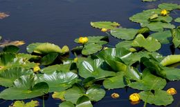 Image de Nuphar polysepalum Engelm.