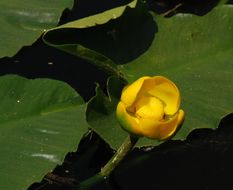 Image de Nuphar polysepalum Engelm.