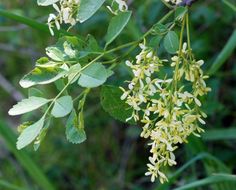 Plancia ëd Fraxinus dipetala Hook. & Arn.