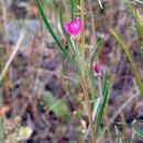 Image of chaparral clarkia