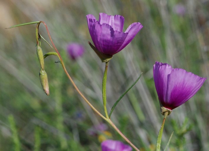 Image of glandular clarkia