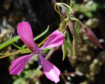 Plancia ëd Clarkia lingulata H. & M. Lewis