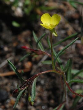 Camissonia contorta (Dougl.) Kearney的圖片