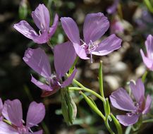 Image of Dudley's clarkia