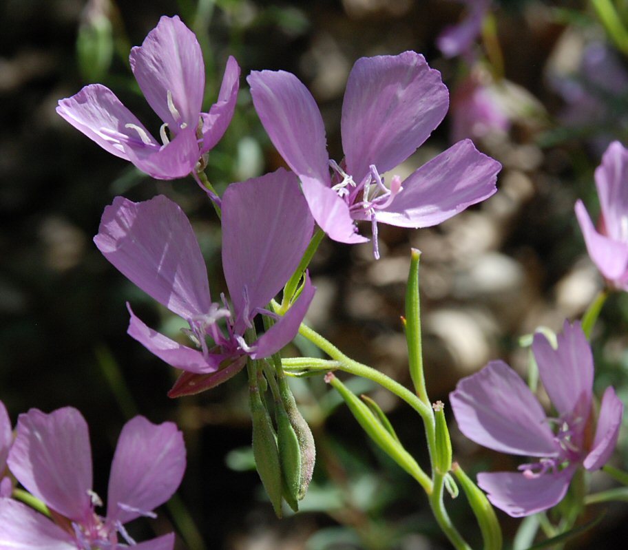 Image of Dudley's clarkia