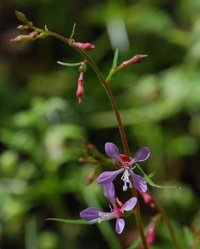 Clarkia heterandra (Torrey) H. Lewis & P. H. Raven resmi