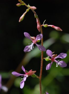 Clarkia heterandra (Torrey) H. Lewis & P. H. Raven resmi