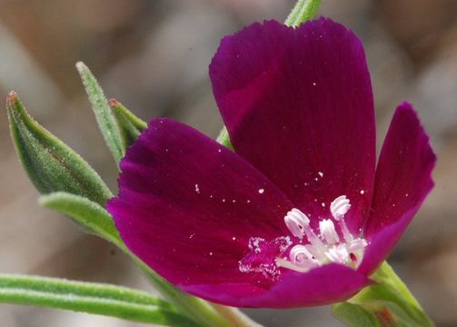 Plancia ëd Clarkia purpurea subsp. viminea (Dougl.) F. H. Lewis & M. E. Lewis