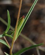 Clarkia purpurea subsp. viminea (Dougl.) F. H. Lewis & M. E. Lewis的圖片