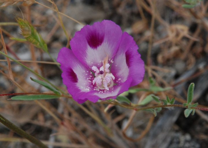 Clarkia purpurea subsp. viminea (Dougl.) F. H. Lewis & M. E. Lewis的圖片