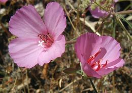 Image of ruby chalice clarkia