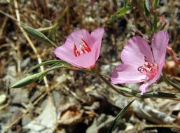 Image of ruby chalice clarkia