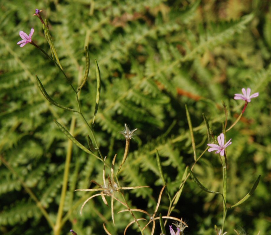 Image of tall annual willowherb