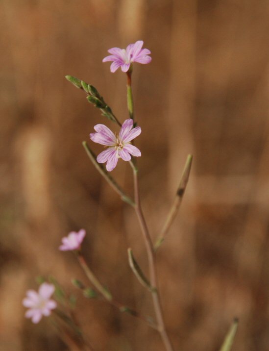 Image of tall annual willowherb