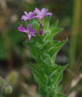 Image of <i>Epilobium densiflorum</i>