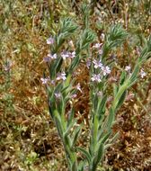 Image of <i>Epilobium densiflorum</i>