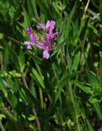 Image of <i>Epilobium densiflorum</i>