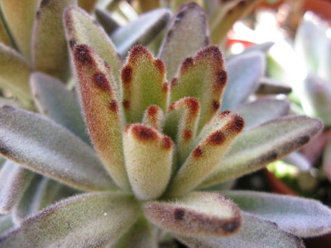 Image of Kalanchoe tomentosa Baker