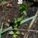 Image of White-Flower Willowherb