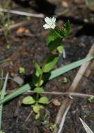 Imagem de Epilobium lactiflorum Hausskn.