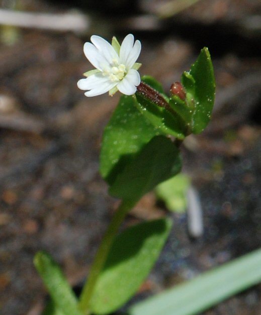 Imagem de Epilobium lactiflorum Hausskn.