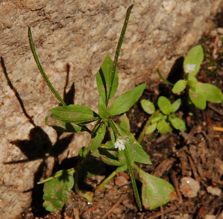 Imagem de Epilobium lactiflorum Hausskn.