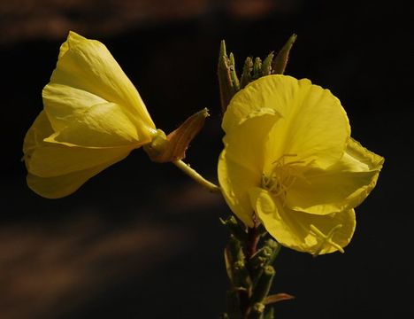 Oenothera elata subsp. hirsutissima (A. Gray ex S. Wats.) W. Dietrich的圖片