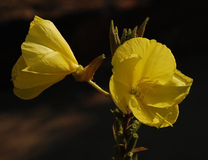 Imagem de Oenothera elata subsp. hirsutissima (A. Gray ex S. Wats.) W. Dietrich