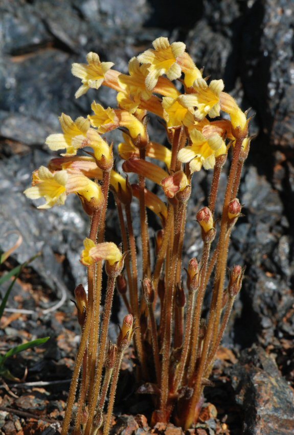 Image of <i>Orobanche fasciculata</i>