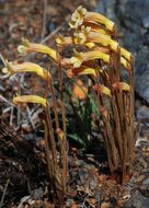 Image of <i>Orobanche fasciculata</i>