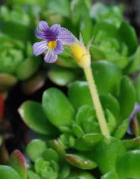 Image of <i>Orobanche uniflora</i>