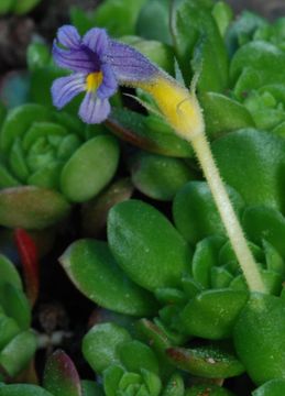 Image of <i>Orobanche uniflora</i>