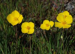 Imagem de Eschscholzia lobbii Greene