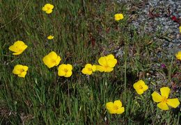 Imagem de Eschscholzia lobbii Greene