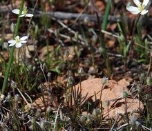 Image of California fairypoppy