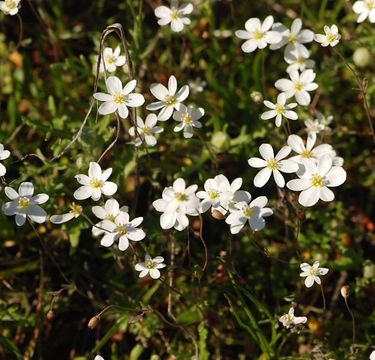 Image of California fairypoppy