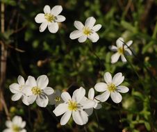 Image of California fairypoppy