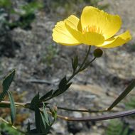 Image of tree poppy