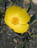 Image of tree poppy